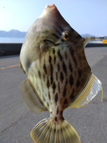 カワハギの釣果