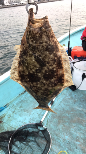 ヒラメの釣果