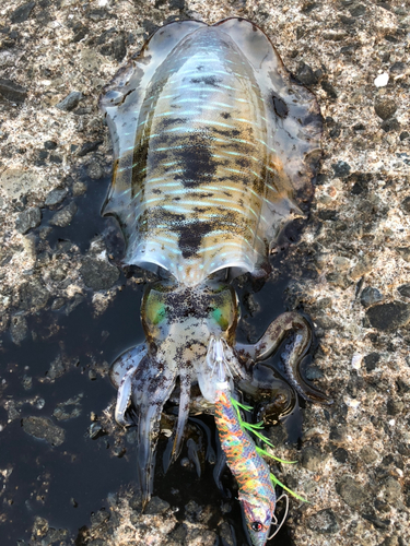 アオリイカの釣果