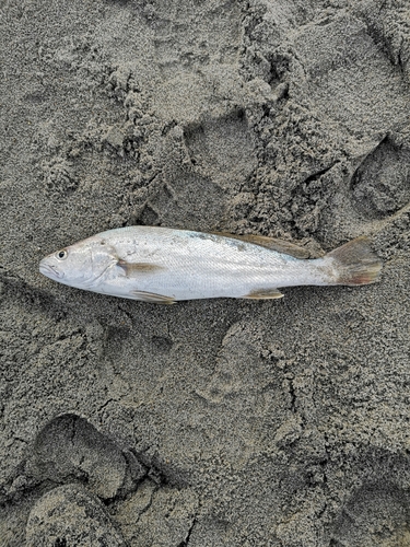 ニベの釣果