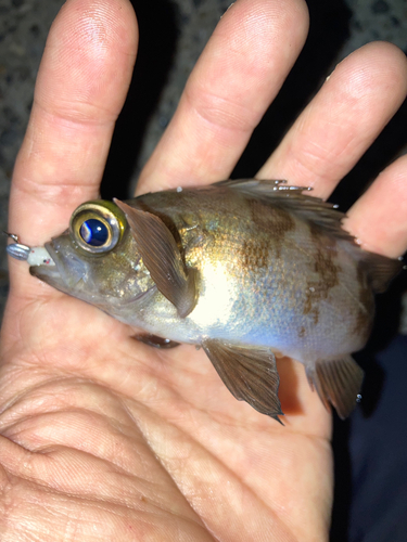 メバルの釣果