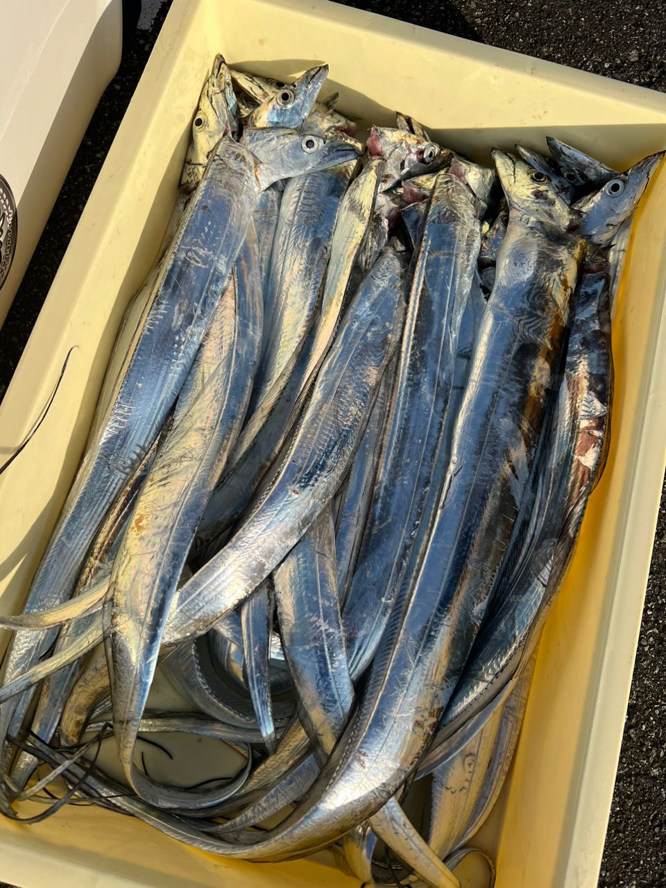 92aya24さんの釣果 2枚目の画像