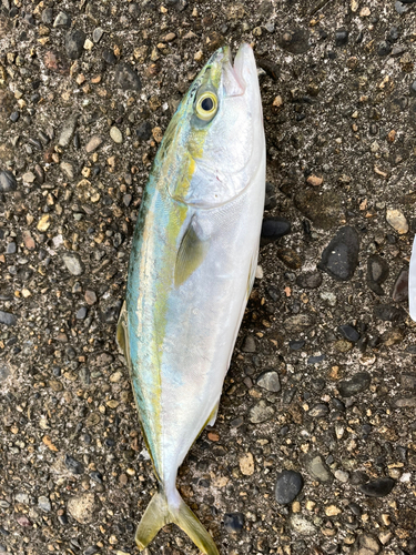 イナダの釣果