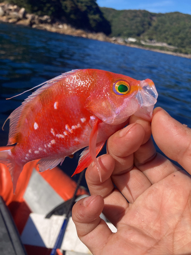 サクラダイの釣果