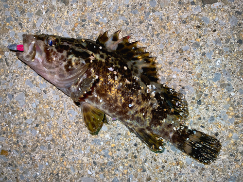 タケノコメバルの釣果