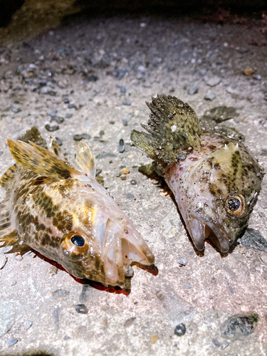 カサゴの釣果