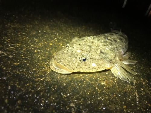 マゴチの釣果