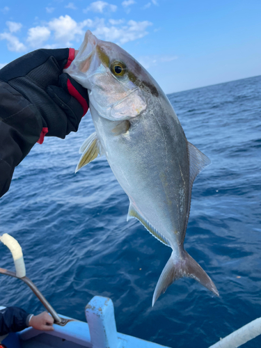 シオの釣果