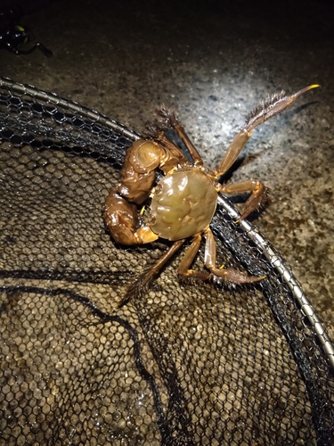 カニの釣果