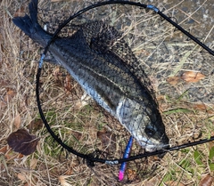 スズキの釣果