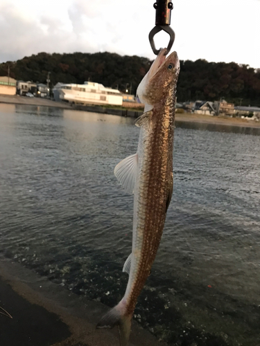 エソの釣果