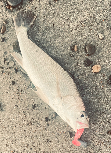 イシモチの釣果