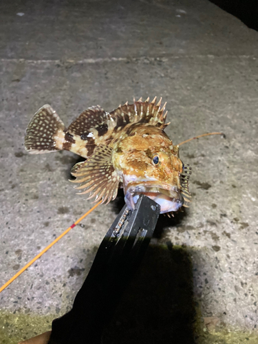 カサゴの釣果