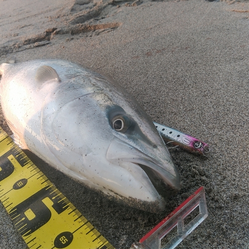 ワラサの釣果