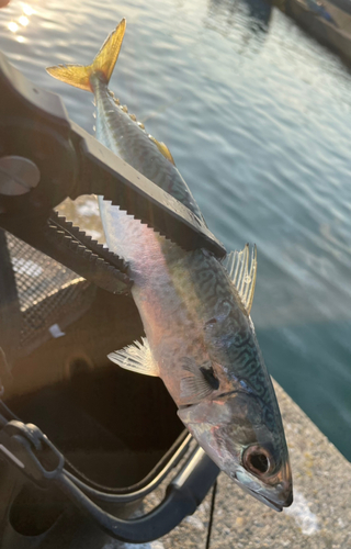 マサバの釣果