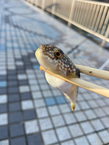 コモンフグの釣果