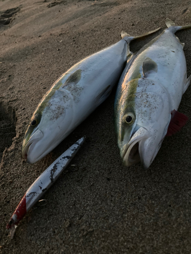 ハマチの釣果