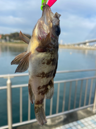 メバルの釣果