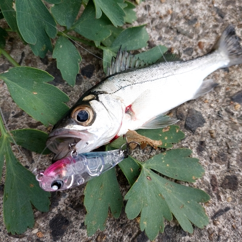 スズキの釣果