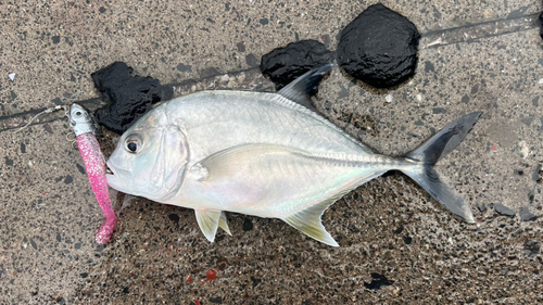 ロウニンアジの釣果