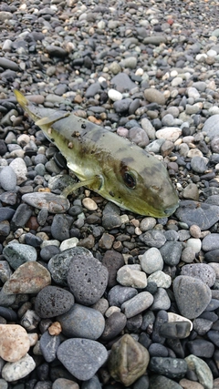 シロサバフグの釣果