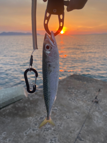 サバの釣果