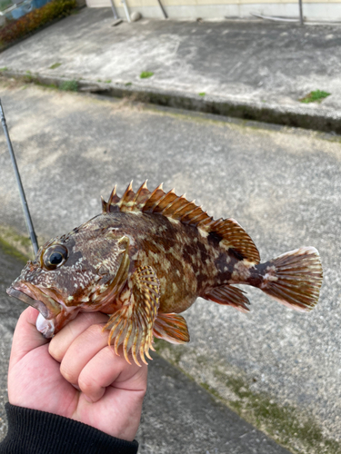 カサゴの釣果