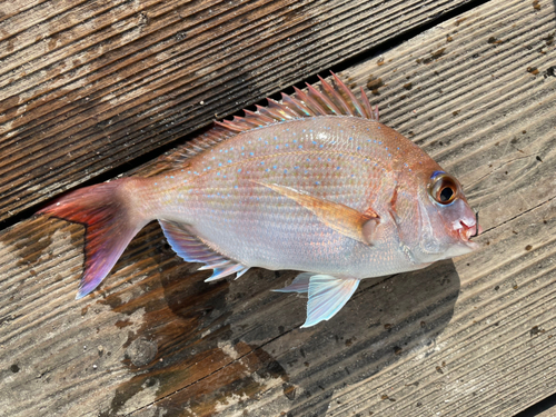 チャリコの釣果