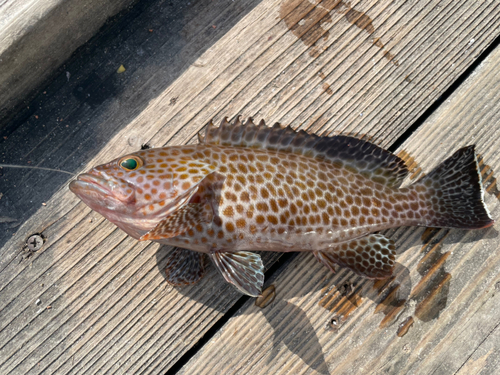 オオモンハタの釣果