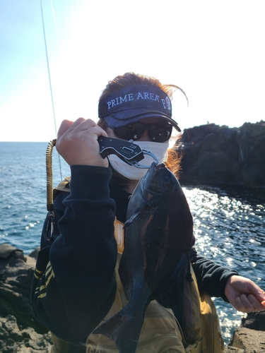 メジナの釣果