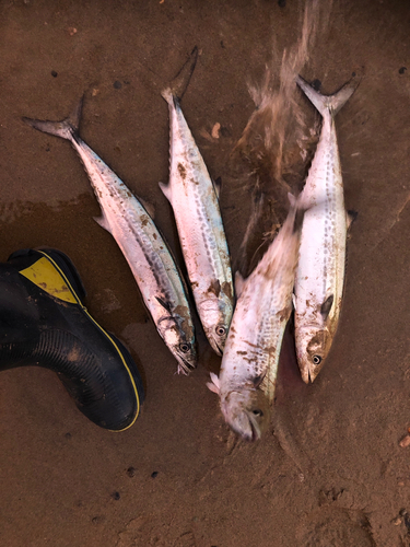 サゴシの釣果