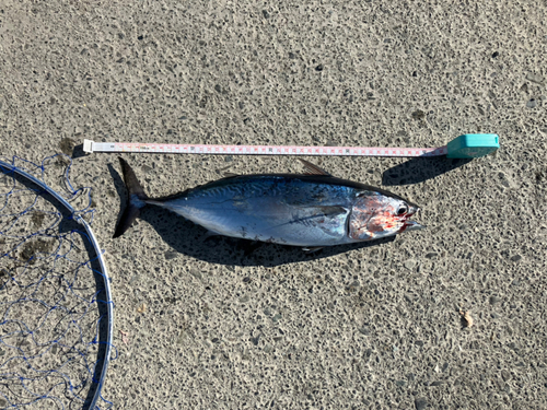 ヒラソウダの釣果