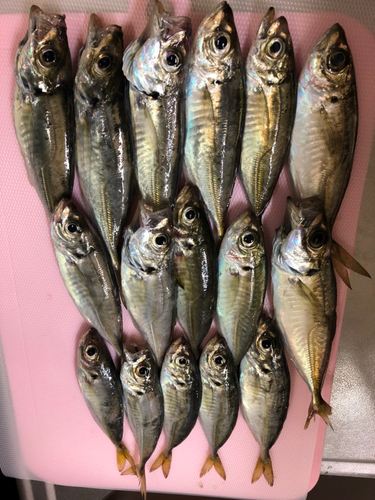 アジの釣果