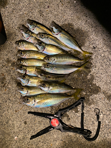 アジの釣果