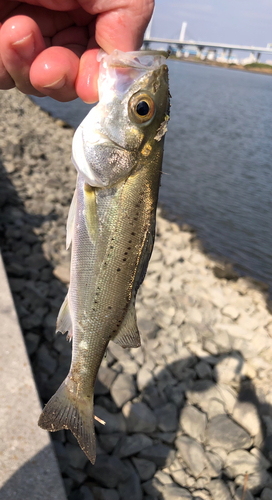 セイゴ（マルスズキ）の釣果