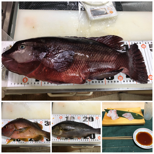 コブダイの釣果