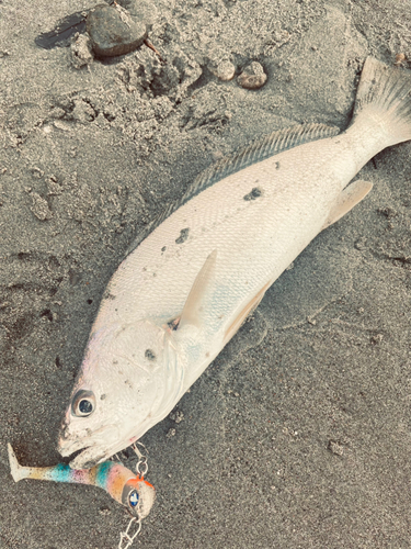 イシモチの釣果