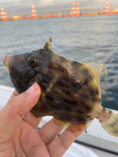 カワハギの釣果