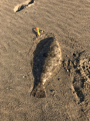 ヒラメの釣果