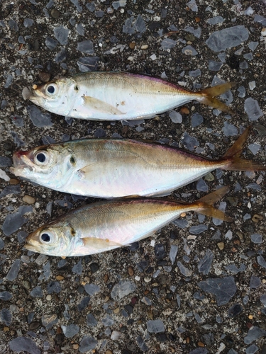 マアジの釣果