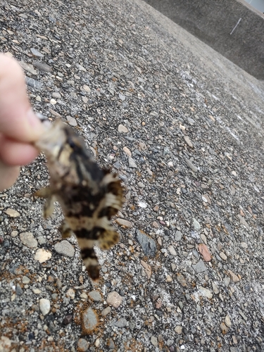 タケノコメバルの釣果