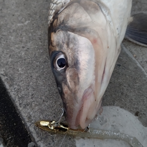 ニゴイの釣果