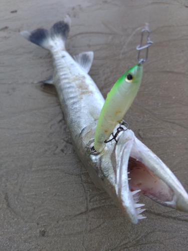 コトヒキの釣果