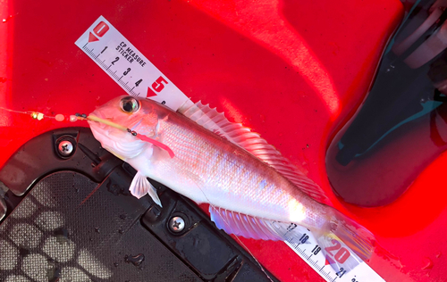 アマダイの釣果