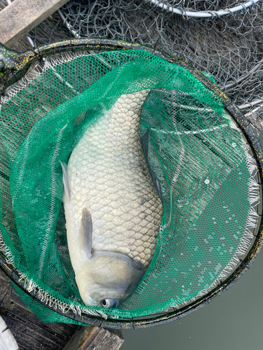 ヘラブナの釣果