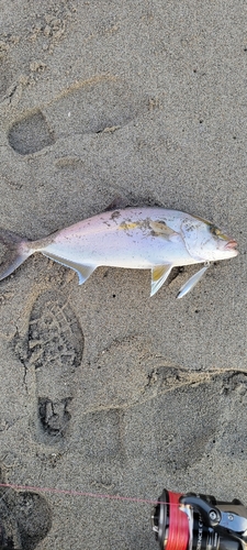 ショゴの釣果