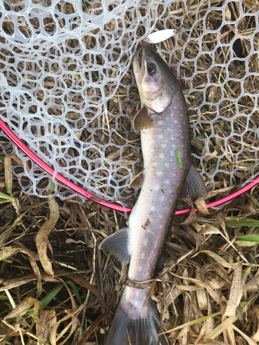 アメマスの釣果