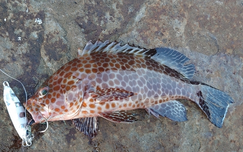 オオモンハタの釣果