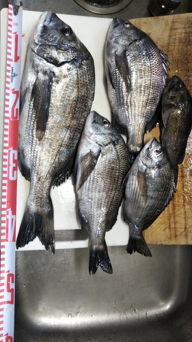 チヌの釣果