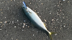 イナダの釣果
